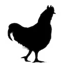 Huhn